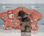 Small #3 Poodle (Toy)