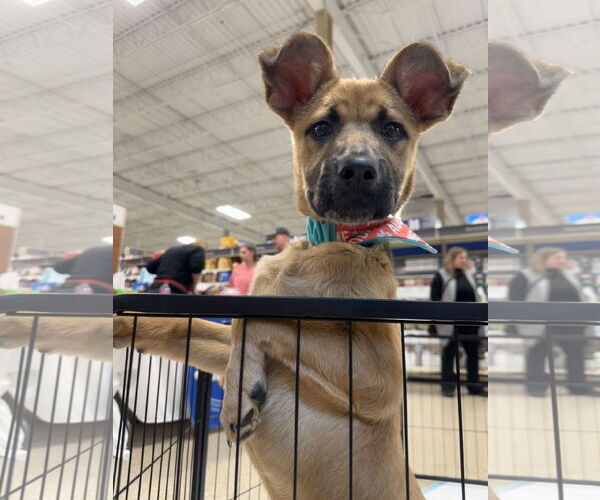 Medium Photo #3 Mutt Puppy For Sale in Germantown, OH, USA