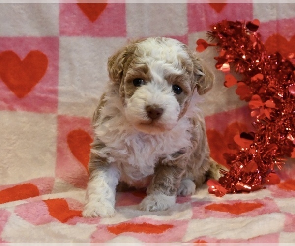 Medium Photo #1 Havapoo Puppy For Sale in GUTHRIE, KY, USA