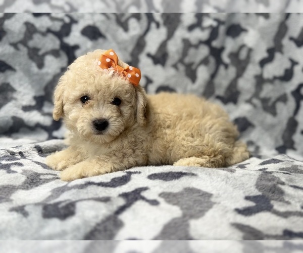 Medium Photo #5 Bichpoo Puppy For Sale in LAKELAND, FL, USA