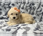 Small #4 Bichpoo