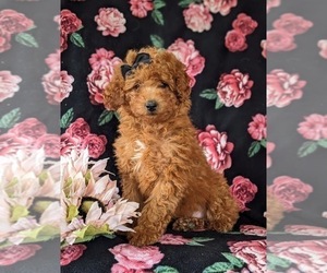 Poodle (Miniature) Puppy for sale in NEW PROVIDENCE, PA, USA
