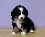 Small #1 Bernese Mountain Dog