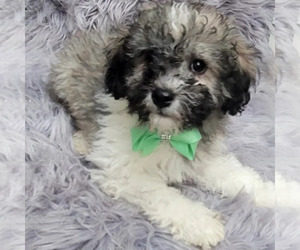 ShihPoo Puppy for sale in INDIANAPOLIS, IN, USA