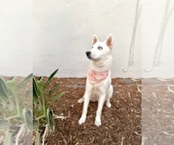 Medium Photo #1 Siberian Husky Puppy For Sale in FALLBROOK, CA, USA