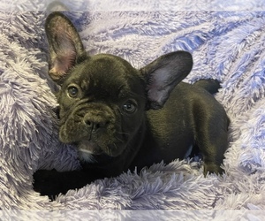 French Bulldog Puppy for sale in HAMDEN, CT, USA