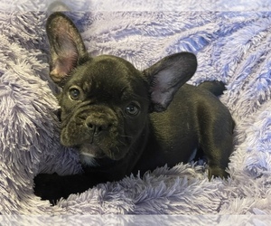 Medium French Bulldog