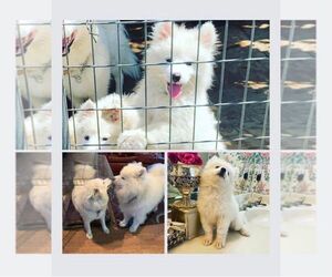 Samoyed Puppy for sale in PLANO, TX, USA