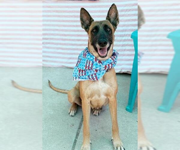 Medium Photo #2 Mutt Puppy For Sale in Sacramento, CA, USA