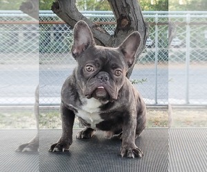 French Bulldog Puppy for sale in POPLAR, CA, USA