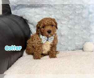 Cavapoo Puppy for sale in CAMPBELLSVILLE, KY, USA