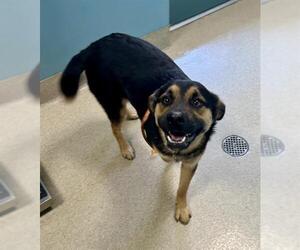 German Shepherd Dog-Unknown Mix Dogs for adoption in Newton, NC, USA