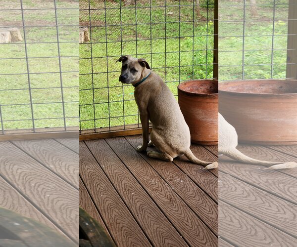 Medium Photo #6 Black Mouth Cur-Unknown Mix Puppy For Sale in Spring, TX, USA