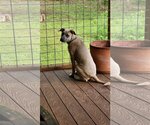 Small #5 Black Mouth Cur Mix