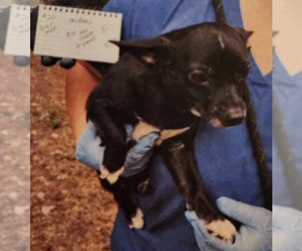 Medium Photo #2 Chiweenie Puppy For Sale in Great Bend, KS, USA