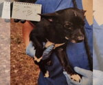 Small #1 Chiweenie