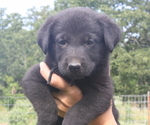 Small Photo #8 Shepradors Puppy For Sale in HARRISON, AR, USA