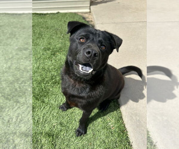 Medium Photo #5 Chow Chow-Labrador Retriever Mix Puppy For Sale in Lakewood, CO, USA