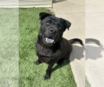 Small #4 Chow Chow-Labrador Retriever Mix