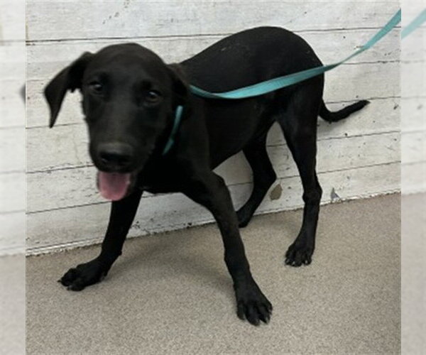 Medium Photo #1 Labrador Retriever Puppy For Sale in San Bernardino, CA, USA