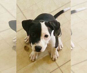 American Staffordshire Terrier Puppy for sale in WAUKEGAN, IL, USA