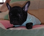 Small Photo #11 French Bulldog Puppy For Sale in VALLEJO, CA, USA