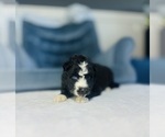 Small #2 Siberian Husky