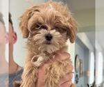 Small #5 Maltipoo (Miniature)