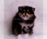 Small #5 Pomeranian