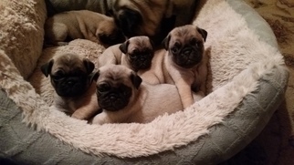 Pug Puppy for sale in CANTERBURY, CT, USA