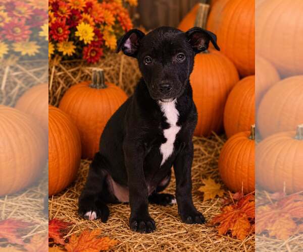 Medium Photo #4 American Pit Bull Terrier-Unknown Mix Puppy For Sale in Talladega, AL, USA