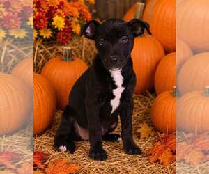 Laney 26/798 - Female American Pit Bull Terrier-Unknown Mix Dog for Adoption - Photo #4