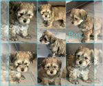 Small #3 Maltipoo