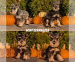 Small #9 Schnauzer (Miniature)