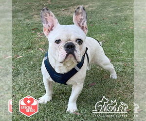 French Bulldog Dogs for adoption in Irvine, CA, USA