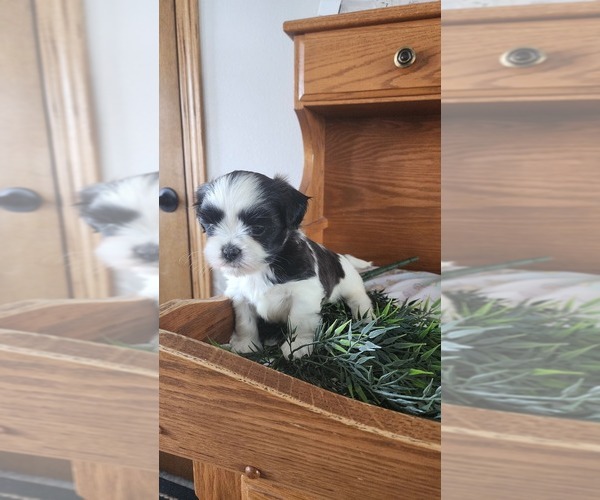 Medium Photo #1 Shih Tzu-Zuchon Mix Puppy For Sale in GREENWOOD, WI, USA