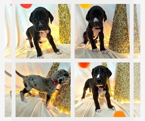 Great Dane Puppy for sale in SNOW CAMP, NC, USA