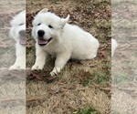 Small Photo #6 Great Pyrenees Puppy For Sale in DRAKES BRANCH, VA, USA