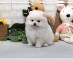 Small Photo #12 Pomeranian Puppy For Sale in CHICAGO, IL, USA