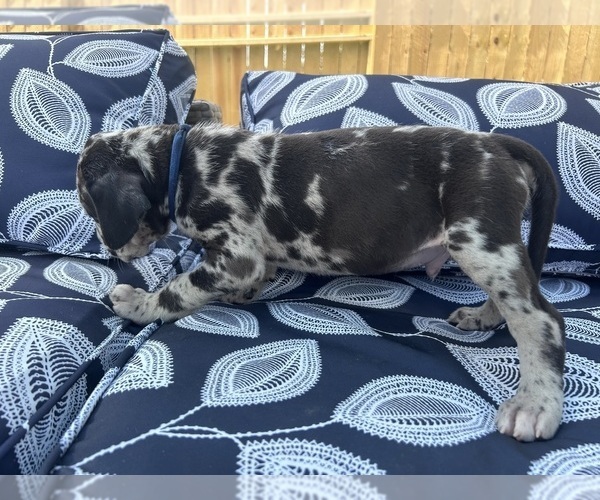 Medium Photo #23 Great Dane Puppy For Sale in WILLIS, TX, USA