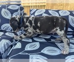 Small Photo #23 Great Dane Puppy For Sale in WILLIS, TX, USA