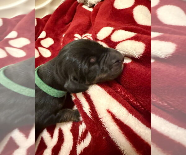 Medium Photo #1 Great Dane-Unknown Mix Puppy For Sale in Bullard, TX, USA