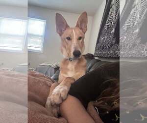 Collie-Unknown Mix Dogs for adoption in Woodbury, NY, USA