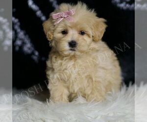 Maltipoo Puppy for sale in WARSAW, IN, USA