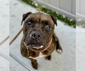 Plott Hound-Unknown Mix Dogs for adoption in Tavares, FL, USA