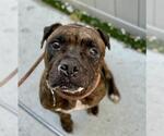Small Plott Hound Mix