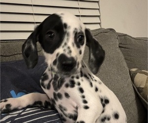 Dalmatian Puppy for sale in GREENSBORO, NC, USA