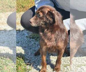 Cocoa - Male Mutt Dog for Adoption - Photo #7