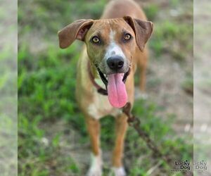 Mutt Dogs for adoption in Washington, DC, USA