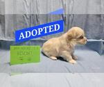 Image preview for Ad Listing. Nickname: Biscuit